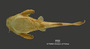 Bunocephalus colombianus FMNH 56038 holo v
